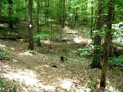 A dirt trail winding through a dense forest, surrounded by tall trees and dappled sunlight filtering through the leaves. The ground is covered with fallen leaves and small branches, indicating a natural, untamed environment. A trail marker is visible on a tree in the distance. Reedy Fork mountain bike trail.