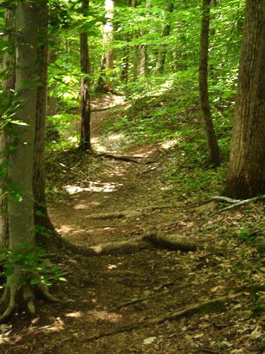 A winding dirt path through a lush green forest, surrounded by tall trees and dappled sunlight filtering through the leaves. The trail is bordered by roots and fallen leaves, creating a serene and inviting atmosphere for outdoor exploration. Reedy Fork mountain bike trail.