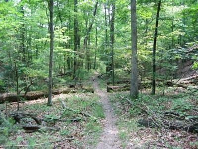 A narrow dirt path winding through a lush green forest, with tall trees and scattered fallen logs. Sunlight filters through the leaves, creating a serene and peaceful atmosphere. Carvin's Cove Trail system mountain bike trail.