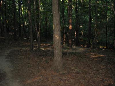 A wooded area with tall trees and a dirt path winding through the underbrush. Sunlight filters through the leaves, creating dappled light on the ground. The scene conveys a sense of tranquility and natural beauty. Lake Crabtree County Park mountain bike trail.