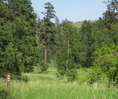 A serene landscape featuring a lush green meadow surrounded by tall pine trees and a few aspen trees under a clear blue sky. In the foreground, a wooden signpost indicates a trail or route number. The scene embodies a tranquil nature setting. Centennial Trail mountain bike trail.