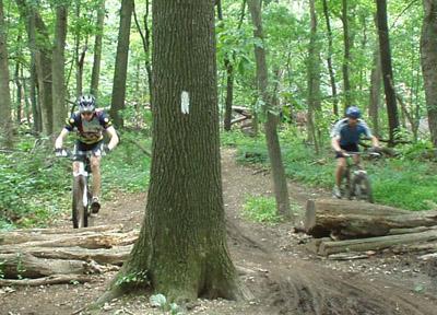 Two mountain bikers navigating a wooded trail, with one rider jumping over a log and the other riding alongside a tree. The scene is filled with greenery from the surrounding trees. Schaeffer Farms mountain bike trail.
