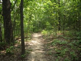 A winding dirt path through a lush green forest, surrounded by tall trees and vibrant foliage. Sunlight filters through the leaves, creating a serene and peaceful atmosphere. Turkey Mountain mountain bike trail.