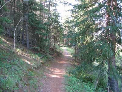 A narrow dirt path winding through a lush green forest, surrounded by tall trees and dappled sunlight filtering through the leaves. Rampart Reservoir mountain bike trail.