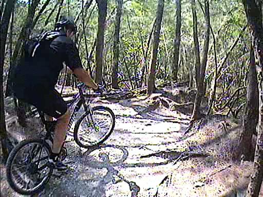 A person riding a mountain bike on a dirt trail through a wooded area, surrounded by tall trees and visible roots on the path. Oleta River State Park mountain bike trail.