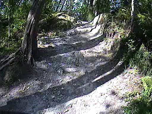 A dirt path winding uphill through a forest, flanked by trees and greenery, with visible roots and uneven terrain. Quiet Waters Park mountain bike trail.