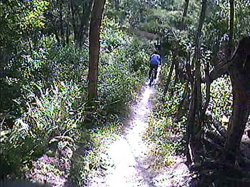 A person riding a mountain bike down a narrow, sunlit trail surrounded by lush green vegetation and trees in a natural setting. Quiet Waters Park mountain bike trail.