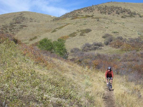 A cyclist riding a mountain bike on a dirt trail surrounded by rolling hills and sparse vegetation, with patches of colorful shrubs in the foreground and a clear blue sky overhead. Green Mountain mountain bike trail.