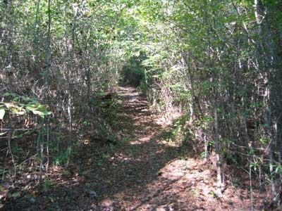 A narrow dirt trail winding through a dense forest, surrounded by tall trees and lush green foliage, with sunlight filtering through the canopy above. Lick Fork (Horn Creek) mountain bike trail.
