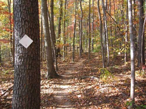 A picturesque forest path lined with trees displaying autumn foliage, featuring a white trail marker on a tree trunk to guide hikers along the trail. Leaves are scattered on the ground, indicating the season. Bald Eagle mountain bike trail.