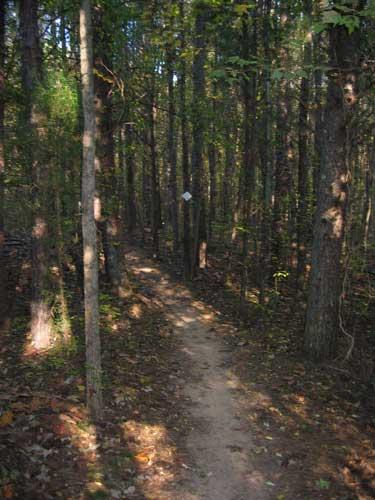 A narrow dirt path winding through a dense forest with tall trees and scattered autumn leaves on the ground. A trail marker can be seen in the distance. Bald Eagle mountain bike trail.