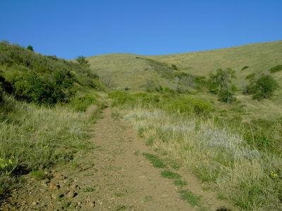 A dirt trail leading up a grassy hill under a clear blue sky, surrounded by lush vegetation and scattered bushes. Green Mountain mountain bike trail.