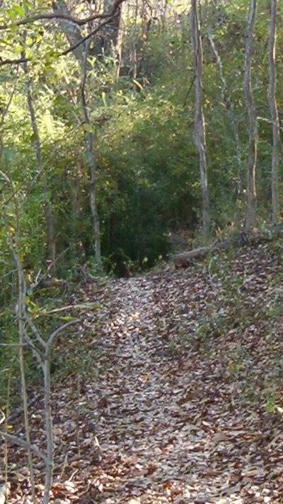 A narrow dirt path winding through a wooded area, lined with trees and scattered fallen leaves. The sunlight filters through the foliage, creating a serene atmosphere. Munny Sokol Park mountain bike trail.