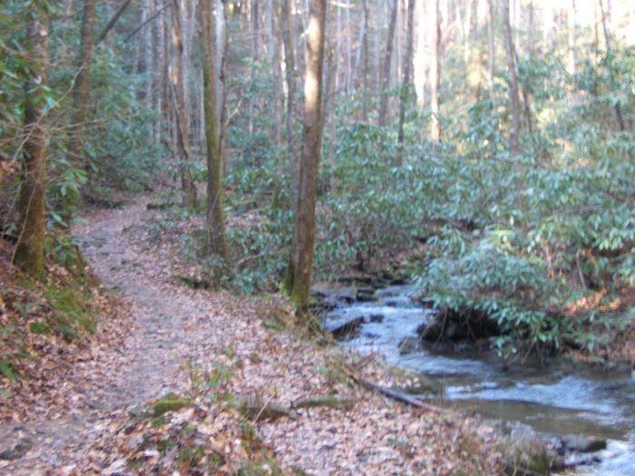 A serene forest path alongside a gently flowing stream, surrounded by tall trees and lush greenery. Fallen leaves cover the ground, creating a peaceful natural atmosphere. Bear Creek mountain bike trail.