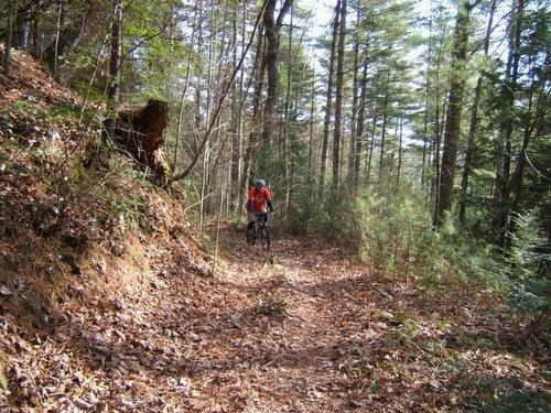 A mountain biker riding along a single-track trail in a lush, dense forest. The path is covered in fallen leaves, and tall trees surround the area, creating a natural setting. Bear Creek mountain bike trail.