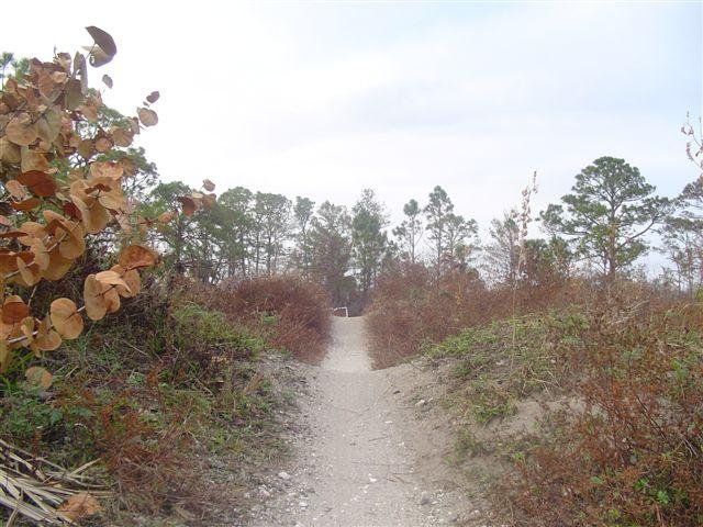 A sandy pathway winding through shrubs and trees, leading into a wooded area under a cloudy sky. The vegetation includes brown leaves and green bushes, creating a natural, rustic atmosphere. Jonathan Dickinson State Park mountain bike trail.