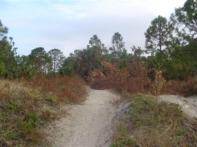 A narrow dirt path meanders through a landscape of tall grass and sparse vegetation, with clusters of trees in the background. The scene is set under a cloudy sky, suggesting an overcast day. The path is flanked by a mixture of greenery and dried foliage, inviting exploration into the natural surroundings. Jonathan Dickinson State Park mountain bike trail.