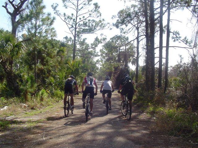 A group of cyclists riding on a dirt trail through a forested area, surrounded by tall pine trees and lush greenery, under a sunny sky. Jonathan Dickinson State Park mountain bike trail.