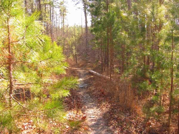 A narrow dirt path winding through a forested area, bordered by green pine trees and dry foliage. Sunlight filters through the trees, illuminating the trail that leads deeper into the woods. Uwharrie NF: Wood Run, Supertree And Keyauwee mountain bike trail.