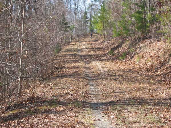A narrow, leaf-strewn trail winding through a forested area with bare trees on either side, leading into the distance. A figure is seen walking along the path, surrounded by patches of greenery from small coniferous trees. The scene is captured on a sunny day, highlighting the textures of the ground and the surrounding foliage. Uwharrie NF: Wood Run, Supertree And Keyauwee mountain bike trail.