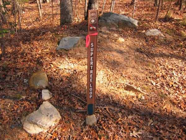 Brown wooden trail sign for the "Super Tree Loop," featuring directional arrows and a red ribbon, situated in a wooded area covered with autumn leaves and scattered rocks. Uwharrie NF: Wood Run, Supertree And Keyauwee mountain bike trail.