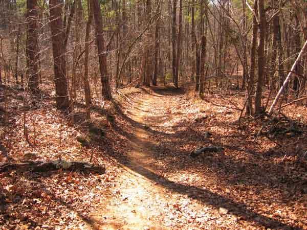 A winding dirt trail through a wooded forest, surrounded by trees with bare branches and scattered fallen leaves on the ground. Uwharrie NF: Wood Run, Supertree And Keyauwee mountain bike trail.