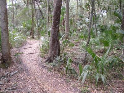A winding dirt path through a lush forest, surrounded by various trees and tropical plants, with fallen leaves scattered along the trail. Kathryn Abby Hanna Park mountain bike trail.