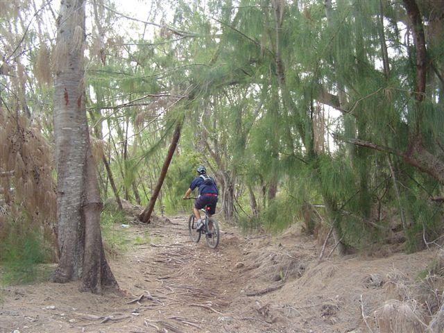 A person riding a mountain bike along a narrow trail in a wooded area, surrounded by tall trees and dense foliage. Oleta River State Park mountain bike trail.