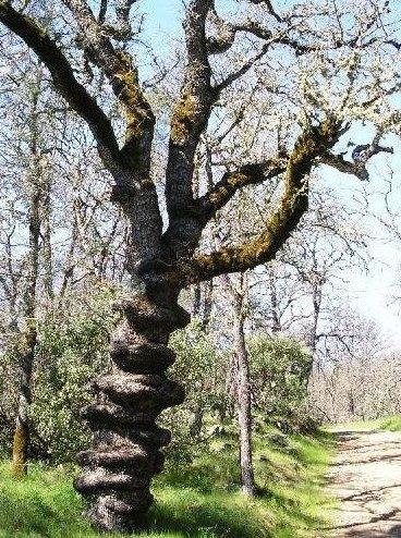 A twisted oak tree with a spiral trunk, surrounded by lush greenery along a dirt path. Bright blue sky and scattered branches create a serene outdoor scene. Henry W. Coe State Park mountain bike trail.