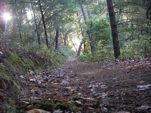 A serene forest path lined with fallen leaves and moss, illuminated by soft sunlight filtering through the trees. The path winds gently into the distance, surrounded by dense greenery and tall trees. Saratoga Gap mountain bike trail.