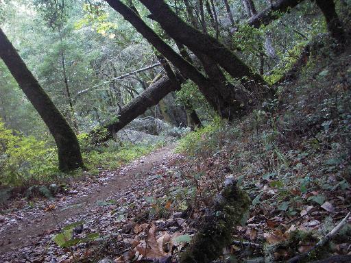 A winding dirt path through a forest, surrounded by tall trees and underbrush. A fallen tree lies across the trail, with scattered leaves and moss on the ground, creating a serene natural setting. Saratoga Gap mountain bike trail.
