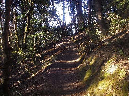 A winding dirt path through a forest, bordered by trees and dappled sunlight filtering through the leaves, casting shadows on the ground. The scene evokes a sense of tranquility and natural beauty. Saratoga Gap mountain bike trail.