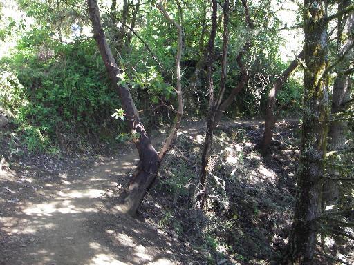 A dirt path winding through a forested area, surrounded by greenery and trees. Sunlight filters through the leaves, creating a dappled effect on the ground. El Corte De Madera Creek Open Space mountain bike trail.