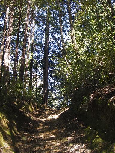 A winding dirt path through a dense forest, lined with tall trees and lush green foliage, illuminated by sunlight filtering through the leaves. El Corte De Madera Creek Open Space mountain bike trail.