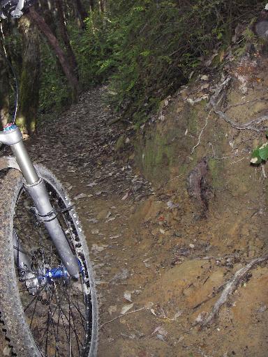 A close-up view of a mountain bike tire on a narrow, leaf-covered trail winding through a dense forest. The trail is surrounded by thick greenery and roots protruding from the earth. El Corte De Madera Creek Open Space mountain bike trail.