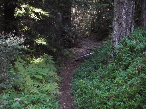 A narrow dirt path winding through a dense forest, flanked by lush green ferns and foliage, with a bicycle partially visible to the side. Sunlight filters through the trees in the background. El Corte De Madera Creek Open Space mountain bike trail.