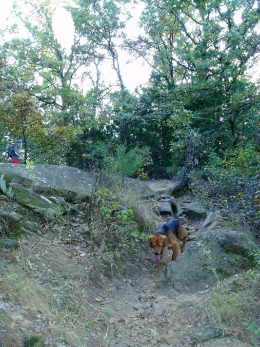 A dog with a reddish-brown coat is running down a rocky trail surrounded by lush green trees and shrubbery. The path is uneven, with patches of grass and stones. In the background, a person can be seen hiking, partially obscured by the vegetation. McMurtry Trail mountain bike trail.