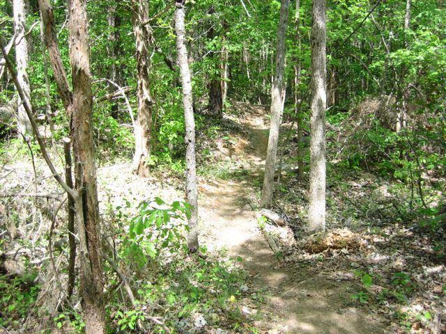 A narrow dirt path winding through a lush green forest, surrounded by tall trees and underbrush. Sunlight filters through the leaves, illuminating the trail in a serene natural setting. UNCC Campus Trails mountain bike trail.