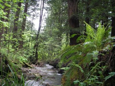 A serene forest landscape featuring a small creek winding through lush greenery, with towering trees and vibrant ferns on either side. Natural light filters through the canopy, creating a tranquil atmosphere. Purisma Creek mountain bike trail.