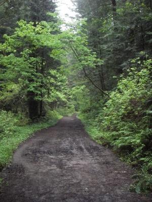 A serene forest path lined with lush greenery, including vibrant trees and ferns, leading into a dense woodland. The ground is a mix of dirt and mud, suggesting a natural, unpaved trail. The atmosphere appears calm and inviting, with soft light filtering through the tree canopy. Purisma Creek mountain bike trail.