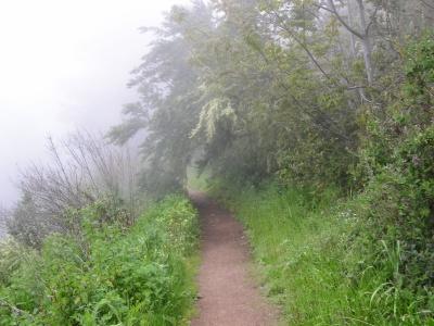 A narrow, winding dirt path surrounded by lush greenery, with tall grass and foliage on either side, leading into a misty atmosphere, creating a serene and tranquil nature scene. Purisma Creek mountain bike trail.