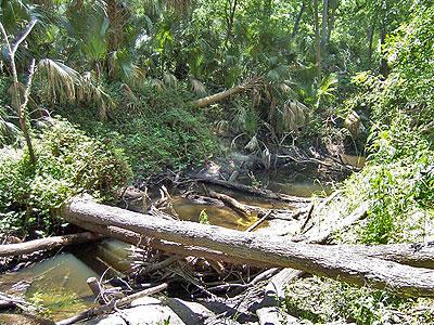 A lush, green forested area featuring a small creek with fallen logs and dense vegetation along the banks, including palm trees and underbrush. Natural light filters through the trees, creating a serene and untamed environment. Environmental Center mountain bike trail.