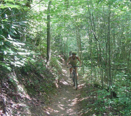 A person riding a mountain bike on a narrow dirt trail surrounded by dense greenery and trees. The scene captures a sunny day in a forested area, highlighting the natural landscape and the cyclist in motion. Tsali Right Loop mountain bike trail.