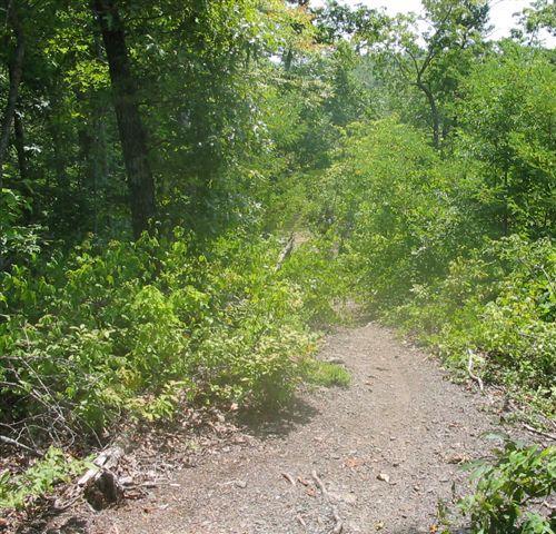 A narrow dirt path winding through a lush, green forest, surrounded by dense foliage and trees under bright sunlight. Tsali Right Loop mountain bike trail.