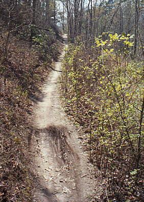 A narrow dirt path winding through a wooded area, surrounded by sparse vegetation and small shrubs. Sunlight filters through the trees, illuminating the trail that leads further into the forest. Tsali Thompson Loop mountain bike trail.