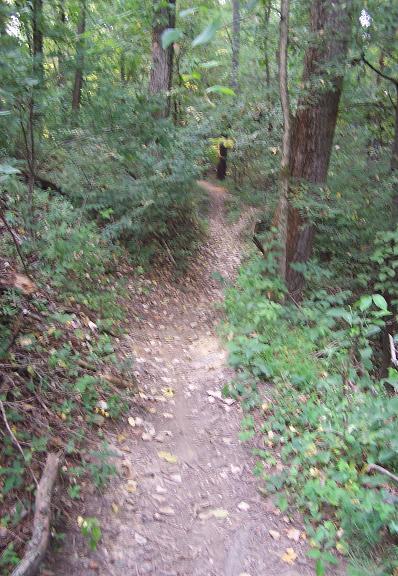 A narrow dirt path winding through a dense forest, surrounded by green foliage and trees. Small piles of leaves are scattered along the trail, suggesting a natural, undisturbed environment. In the distance, a figure walks along the path, partially obscured by the surrounding vegetation. Scales Lake Park Trails mountain bike trail.