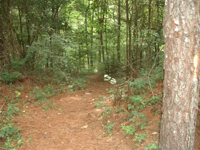 A narrow, winding path through a dense forest, surrounded by tall trees and lush greenery, with pine needles covering the ground. The scene is tranquil and showcases the natural beauty of the woodland environment. Silver Comet Rail Trail mountain bike trail.