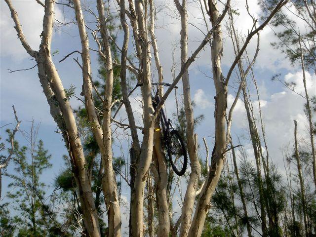 A bicycle is precariously lodged in the branches of a tall tree, surrounded by thin, white-barked tree trunks against a backdrop of blue sky with scattered clouds. Green pine trees can be seen in the foreground, adding to the natural setting. Oleta River State Park mountain bike trail.
