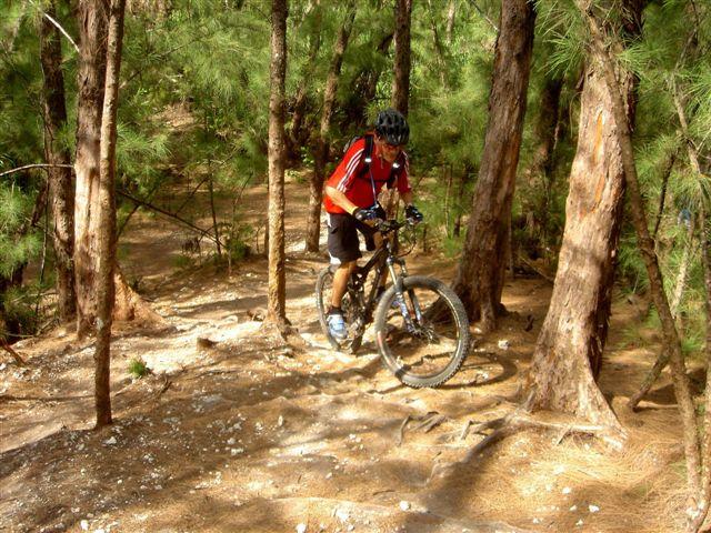 A mountain biker navigating a narrow, rocky trail in a forested area, surrounded by tall trees and underbrush. The rider is wearing a helmet and a red and black cycling jersey, focused on maneuvering the terrain. Oleta River State Park mountain bike trail.