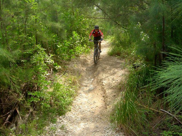 A mountain biker riding on a dirt trail surrounded by lush greenery and trees. The path is winding and has some loose gravel. The cyclist is wearing a red shirt and a helmet, focused on navigating the trail. Oleta River State Park mountain bike trail.